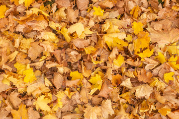 Autumn leaves background,