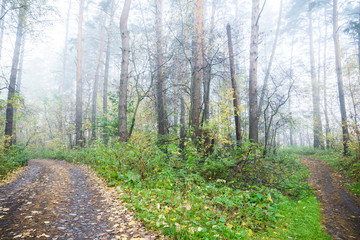 Beautiful forest with different trees