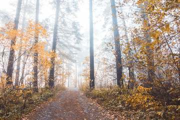 Beautiful forest with different trees