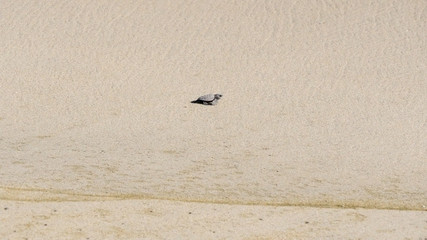 Baby Turtle on Beach