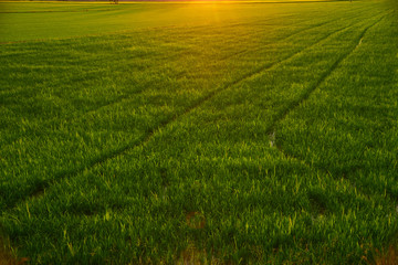 Obraz premium rice fields natural background texture