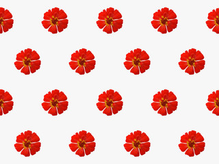pattern red flower zinnia violacea seamless abstract nature background