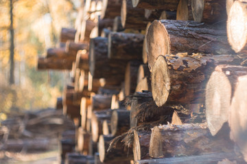 felling of pine forest, sawn tree trunks