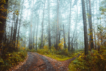 Beautiful forest with different trees