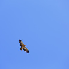 The bird of prey flying in the clear sky.