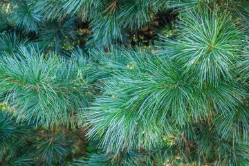 Green needles, branch.