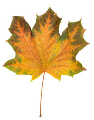 maple autumn leaf bright on white background
