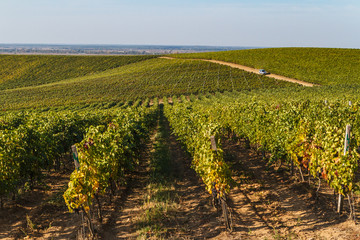 Fototapeta na wymiar Landscape of colorful vineyard on a beautiful autumn day in southwestern Ukraine.