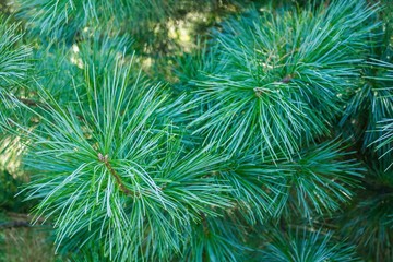 Taiga, green spruce.