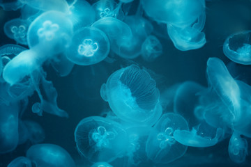 Group of Jellyfish