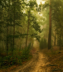 Fototapeta na wymiar walk in the autumn forest. fog. autumn colors. melancholy.