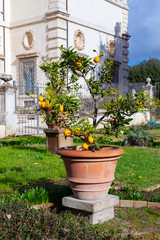 Fototapeta na wymiar Potted small lemon tree in park of Rome