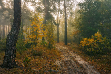 walk in the autumn forest. fog. autumn colors. melancholy.