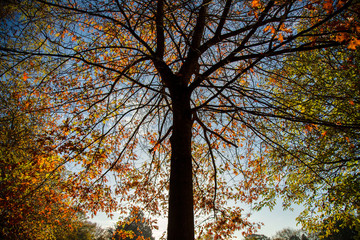 Slhouetted tree against autumn leaves and blue sky