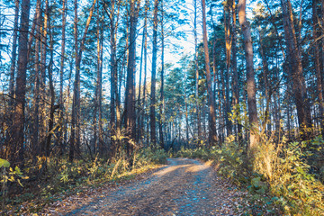 Beautiful forest with different trees