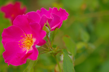 Fototapeta premium Closeup nature view of pink rose