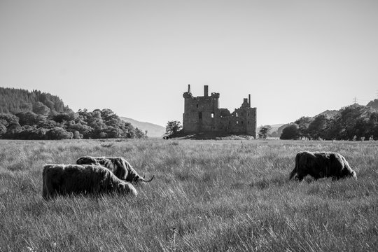 vacas peludas pastando delante de un castillo abandonado