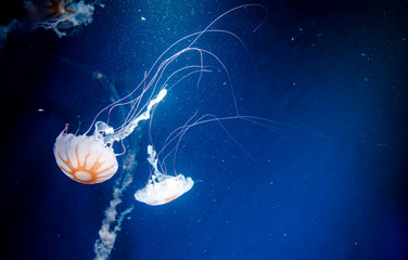 jellyfish medusa　animal　creature
