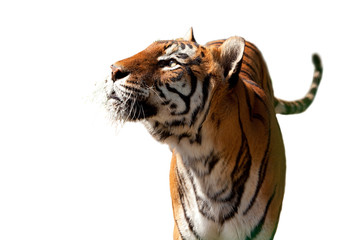 Isolated Bengal Tiger, looking up