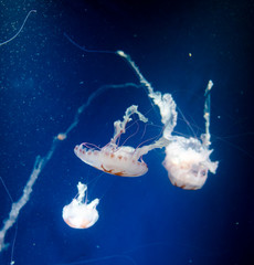 Obraz na płótnie Canvas jellyfish medusa　animal　creature