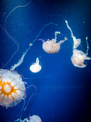 jellyfish medusa　animal　creature
