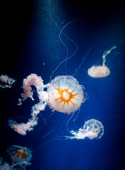 jellyfish medusa　animal　creature