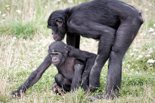 Bonobo s'occupe de son petit