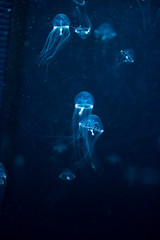 Naklejka premium jellyfish medusa creature animal insect