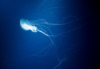 jellyfish medusa　creature animal
