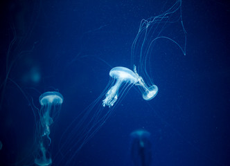 jellyfish medusa　creature animal