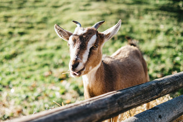 Little goat in the austrian alps