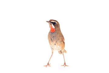 Luscinia calliope