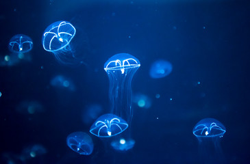 jellyfish medusa　creature animal 