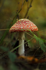 large red forest fly agaric among leaves and grass