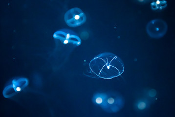 jellyfish medusa　insect　creature animal  © ISAMU