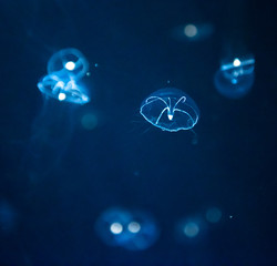 jellyfish medusa　insect　creature animal 