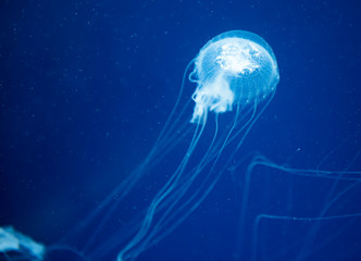 Fototapeta premium jellyfish medusa insect water