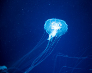 jellyfish medusa　insect　water