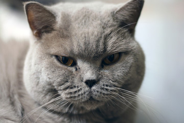 Fototapeta premium British cat Cat portrait