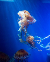 jellyfish medusa　insect　water © ISAMU