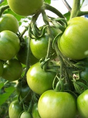 Grüne Tomaten