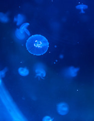 jellyfish medusa　insect　water