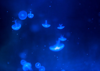 Obraz na płótnie Canvas jellyfish medusa　insect　water