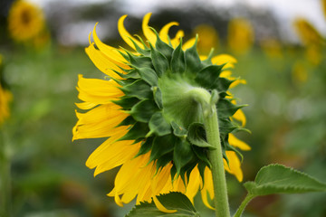 Sunflower natural background, Sunflower blooming, Behind sun flower.