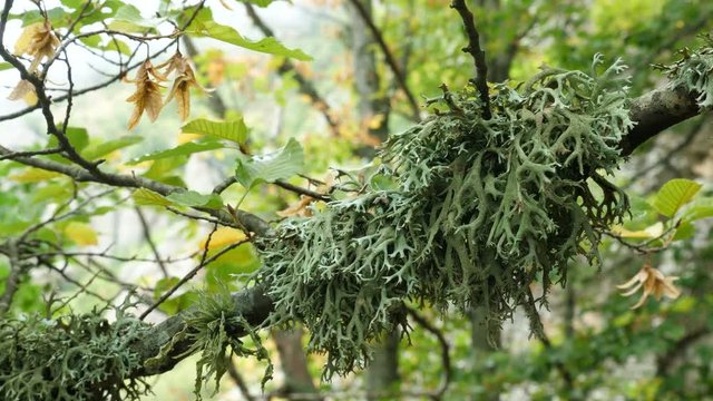 Dense green lichen (Evernia prunastri) on an oak tree branch in an autumnal mountain forest.
