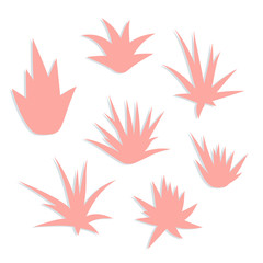 Aloe vera, succulent plant, flower set with shadows isolated on white background. Vector illustration.