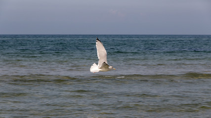 Möwe