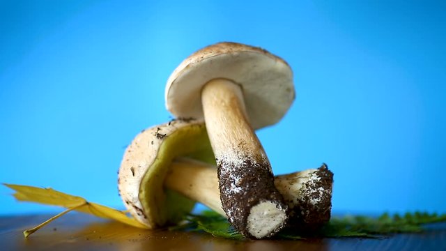forest fresh natural mushrooms boletus on a blue