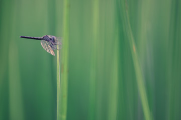 Close up Dragonfly on green grass.