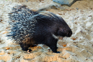 Indian Crested Porcupine or Hystrix indica on sand